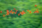 Trinidad-Caroni Swamp. Scarlet ibis birds in flight. Art Print